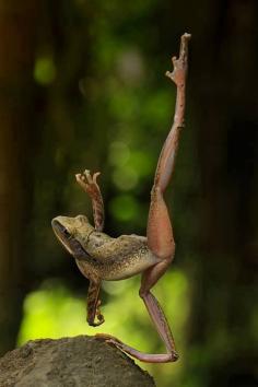 Lovely ballet frog! ... too awesome #frogs #funny #animals #moments