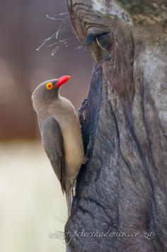Red-billed Oxpecker - Buphagus erythrorhynchus; eye to eye with a Cape Buffalo [Imagine their thoughts!]