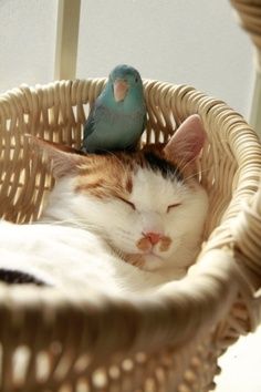 Pet bird loves his/her kitty