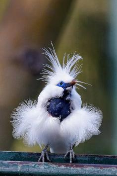 Beautiful bird #animals ... all dressed up and ready for the big gala! ...such a fancy, pretty bird!