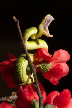 
                    
                        Bamboo viper, Vietnam
                    
                