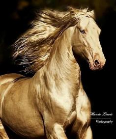 
                    
                        I can't quite tell what breed he is, he's a bit too chunky to be an Akhal Teke. It's possible that he's a cremello/perlino Andalusian. Absolutely stunning! Photo by: Marcie Lewis Photography
                    
                