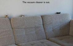 
                    
                        funny cats hiding from the vacum cleaner
                    
                