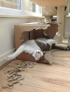 =^..^= My cats love to chew up cardboard boxes too!