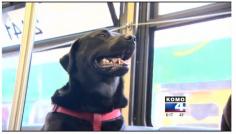 
                    
                        Commuters on Eclipse’s route are very pleased with the company. “She sits here just like a person does,” says rider Tiona Rainwater. “She’s a person!” | This Dog Rides The Bus To Work And Makes Everyone's Day
                    
                