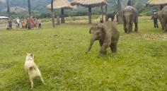 
                    
                        Baby Elephant Chases Dog As Fast As His Squat Little Legs Can Go
                    
                