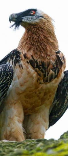 BEARDED VULTURE - Switzerland.  In the 19th century, the Bearded Vulture had a bad press. It was accused of carrying off and devouring lambs and even small children. Alpine authorities declared open season on the bird and the last one was shot in 1913. But the vulture, which is capable of digesting large bones, is back thanks to a successful and costly 20-year program of introducing bred birds into the wild. #BirdsofPrey #BirdofPrey #Bird of Prey #LIFECommunity