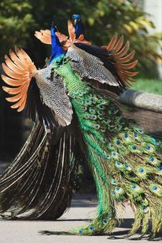 
                    
                        Amazing wildlife - Peacocks photo #peacock
                    
                