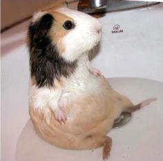 
                    
                        14 Squeaky Clean Guinea Pigs Soaking Up A Good Bath​
                    
                