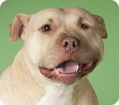 Chicago, IL - American Pit Bull Terrier Mix. Meet Bunny, a dog for adoption. http://www.adoptapet.com/pet/11731480-chicago-illinois-american-pit-bull-terrier-mix