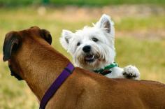 A Boxer and a Westie, furry friends