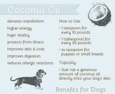 
                    
                        The Pet Anthology | Coconut Oil Uses for Dogs: elevate metabolism, improve digestion, and much more! Learn how at www.petanthology.com
                    
                