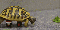 
                    
                        A Doctor Used Lego Bricks To Build A Tortoise An Awesome Wheelchair
                    
                