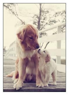 Golden Puppy Love
