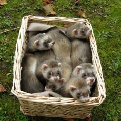 A warm fluffy basket of baby ferrets!