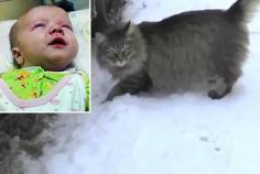 
                    
                        Eat your heart out, Lassie! Masha, a long-haired tabby cat, saved the life of a baby abandoned in the streets of Russia — after she climbed into the box he was discarded in and kept him warm, healt...
                    
                