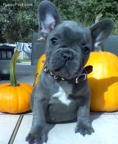 Blue French Bulldog Puppy