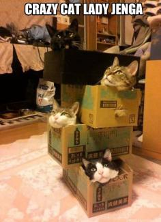 
                    
                        Crazy cat lady Jenga!
                    
                