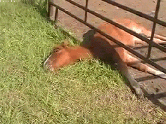 
                    
                        The grass is literally greener on the other side, but this baby horse is seriously making it work.
                    
                