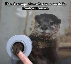 Aquarium that lets you shake hands with otters.  My heart just broke all over the place.