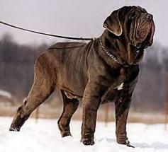 
                    
                        I'd have a 150 pound neapolitan mastiff.
                    
                