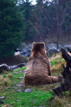 grizzly bear in her element