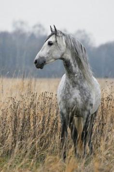gorgeous horse 
                                        