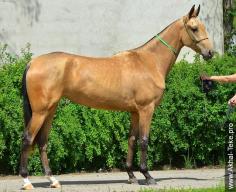 
                    
                        Akhal-teke horses for sale - Aspanda(Alvan - Pasta)
                    
                