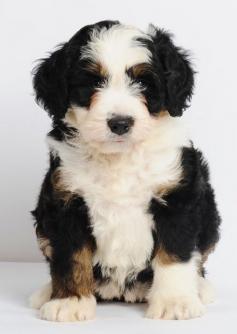 
                    
                        Mini Bernedoodles - Bernese Mountain Dog & Poodle cross - 25-49 lbs. full grown & 15-20" tall -- non-shedding I want!!!
                    
                