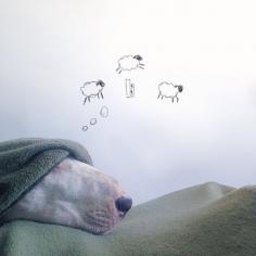 Creative Dog Owner Makes Adorable Images Of His Bull Terrier, Jimmy Choo