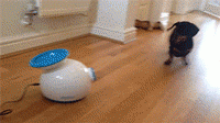 
                    
                        The Best Gadget You Can Buy Your Dog
                    
                