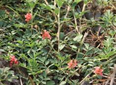 
                    
                        Indigofera spicata, Creeping Indigo, is toxic to horses and has caused death locally. Not edible.
                    
                