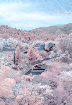 Looks like a Cotton Candy Town !! Cherry blossoms in full bloom at Mount Yoshino, Nara, Japan. Dear God.