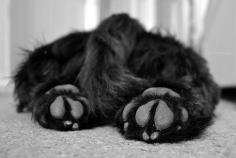 
                    
                        Scottish Terrier feet.
                    
                