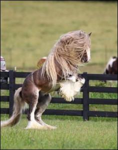 Bullet at Villa Vanners ~ Bob Langrish Photographer. Four year old Silver Bay stallion. With an abundance of mane, tail, and feathering, and a beautiful conformation, he is a perfect example of the ideal Gypsy Horse. We call him the horse with a silver lining because he carries the silver gene. He is the son of 'The Boss', legendary chocolate palomino stallion.