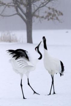 
                    
                        Japanese Crane
                    
                