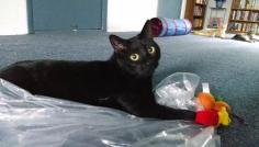 From Research Lab to Recovery, Xander the Cat Advocates for Lab Animals Everywhere!