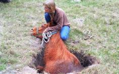 
                    
                        Devoted Heroes Dig Out Old Horse Swallowed by Sinkhole
                    
                