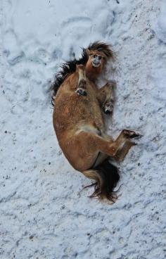 Horse Snow Angel