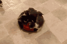 
                    
                        Kittens on a roomba, losing some along the way. | 33 Animal GIFs That Are Guaranteed To Make You Laugh
                    
                