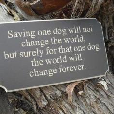 Rescue dog quote.