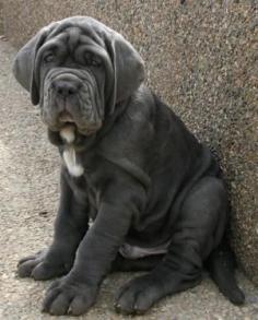 
                    
                        Mastiff...oh my.
                    
                