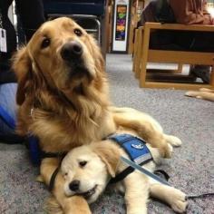 Family guardian is patient with new addition. #dogs #pets #GoldenRetrievers #puppies Facebook.com/sodoggonefunny