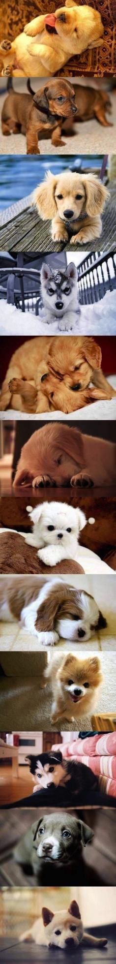 
                    
                        I love puppies, i would take all of them,so cute!!!!!! We will add another soon enough!
                    
                