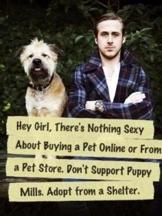 Ryan Gosling and his dog George supporting shelter dogs 
                                        