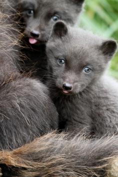 
                    
                        Arctic Blue Fox babies
                    
                