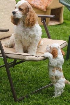 
                    
                        Cutest Cocker Spaniel Mom & Pup ❤
                    
                