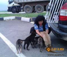 
                    
                        APAM Animal Protection Association Minis Arad - Please make a donation today! and help us save more animals!
                    
                