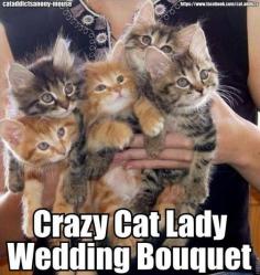 
                    
                        Crazy Cat Lady Bouquet... @Elaina Kathryn Kathryn Kathryn Kathryn Ross
                    
                