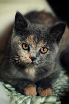 Pretty #cute cats #Baby Cats| http://baby-cats-290.blogspot.com